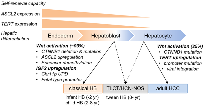 Overview of childhood and adult liver malignancies characterized by molecular aberrations and “cell of origin.”