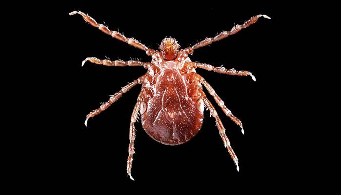 Asian Longhorned Tick