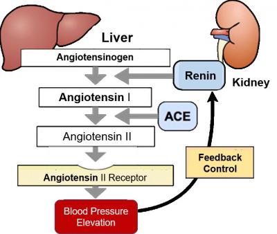 Renin-Angiotensin