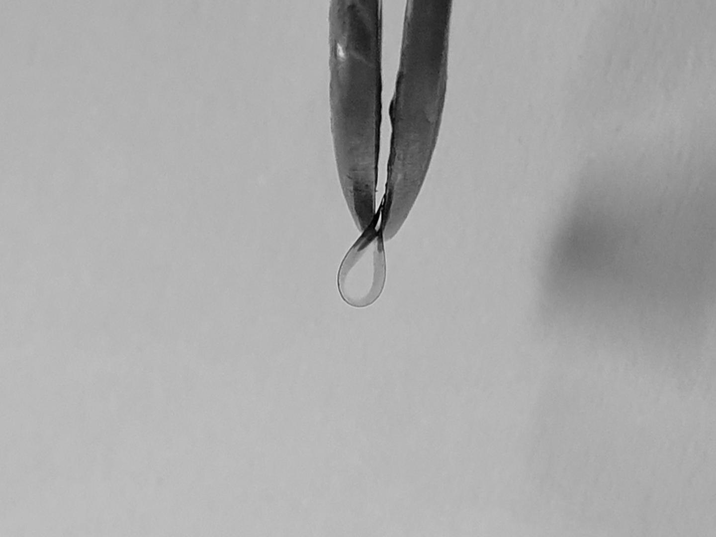 Image Showing Flexibility of a Monolithic Organic Electrode