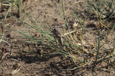 Locusts Seem to Swarm for Low-Protein Crops (2 of 8)