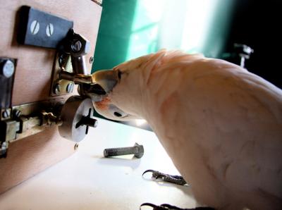 Cockatoo Solving the Puzzle Box