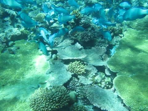 Parrotfish Feeding on a Coral Reef in the Chagos Archipelago