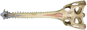 Gharial skull