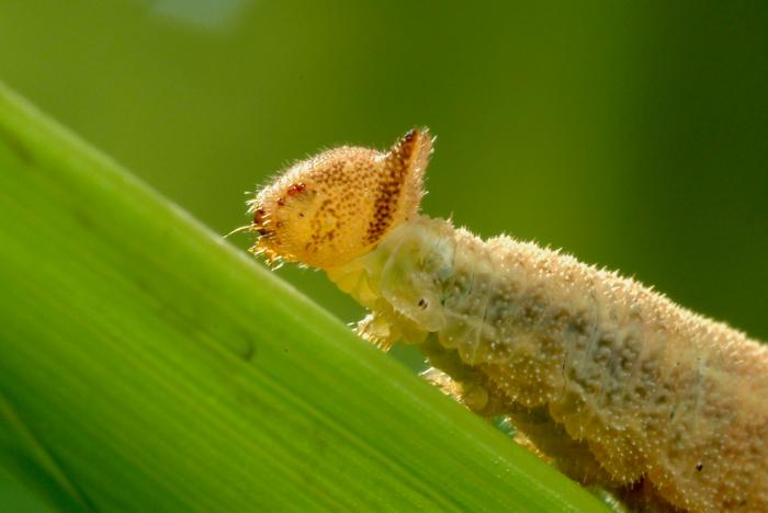 Caterpillar's smell test