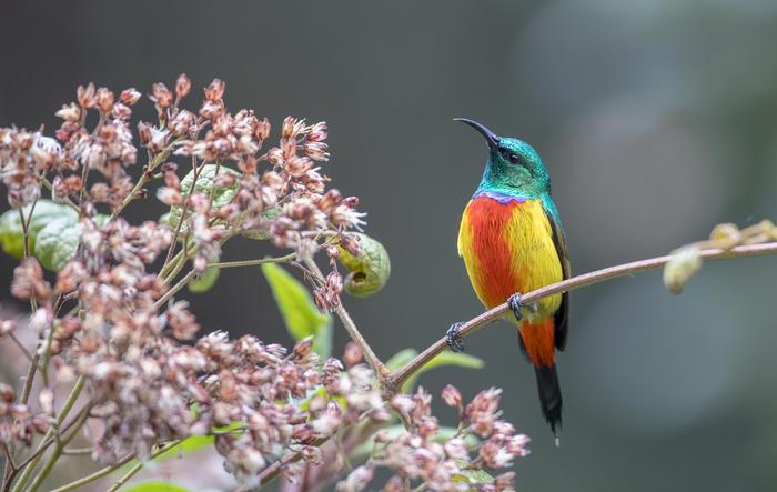 Regal Sunbird