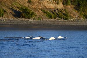 Cook Inlet beluga whales