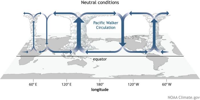 Walker Circulation