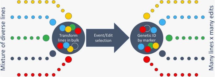 Simultaneous Genetic Transformation and Genome Editing of Mixed Lines in Soybean (Glycine max) and Maize (Zea mays)