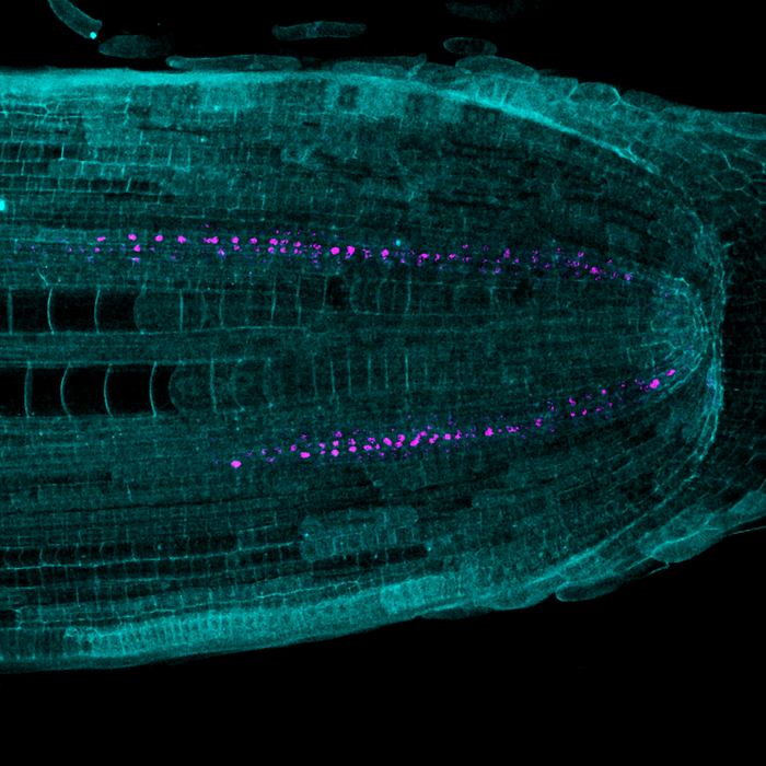 Median section of a corn root showing the expression of the SHR gene