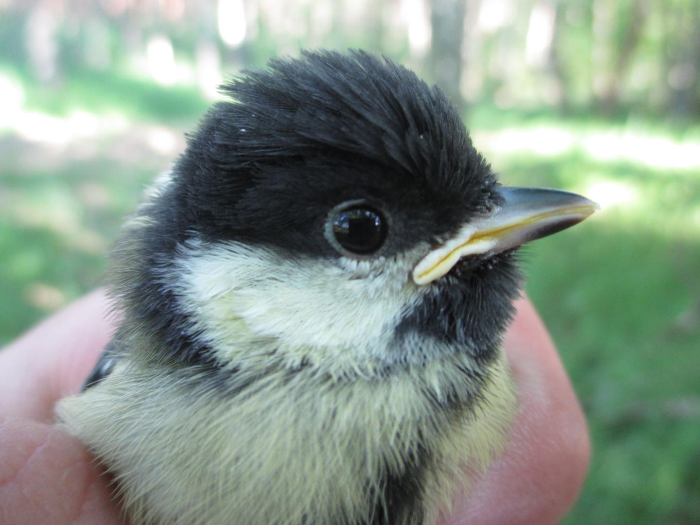 Urban Great Tit Reared in Rural Environment