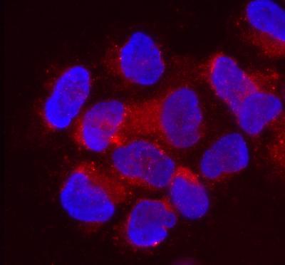 Novel lncRNA Protects Embryo from Viruses