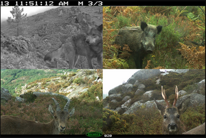 Camera trap photos