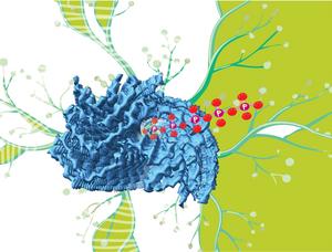 Previous cryo-EM structures of synucleinopathy patient-derived α-synuclein fibrils revealed a ‘mystery density’ at the core of the protofilaments