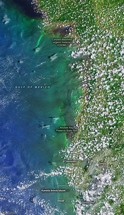 New Study Links Red Tides and Dead Zones off West Coast of Florida
