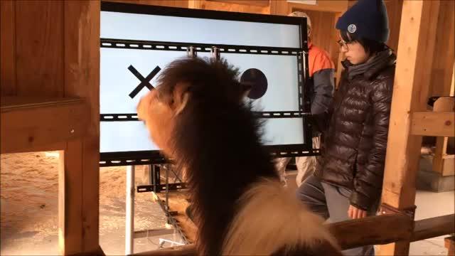 Researchers Test The Visual Perception Of Ponies
