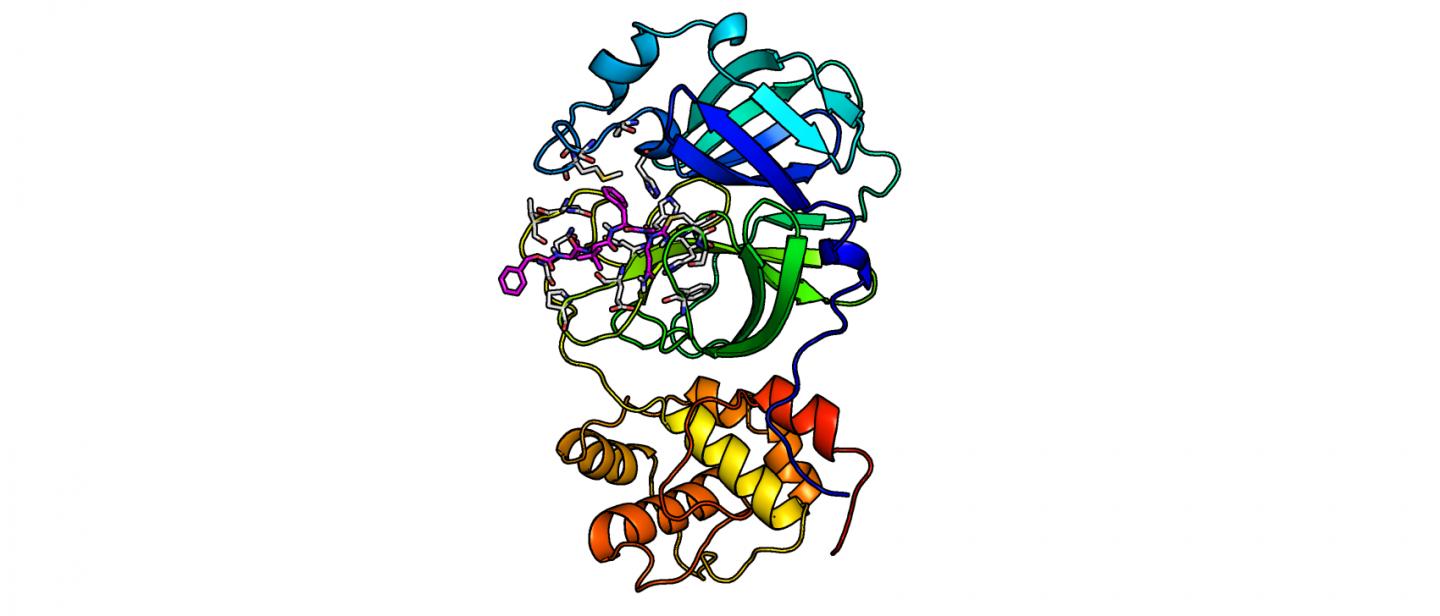 Main protease of the coronavirus