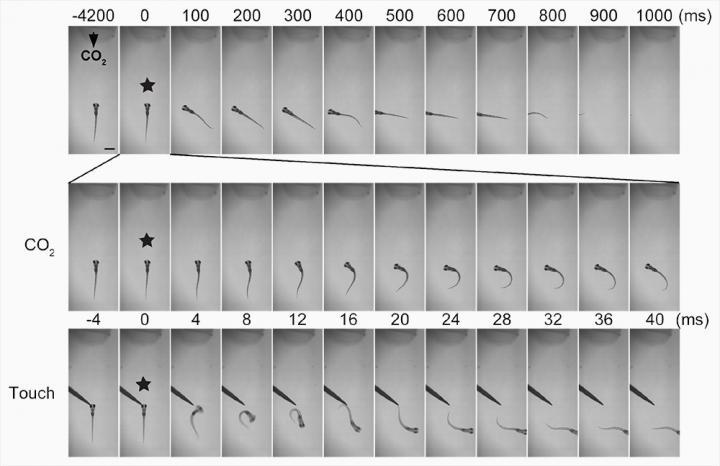 Avoidance Response to Carbon Dioxide Is Slow