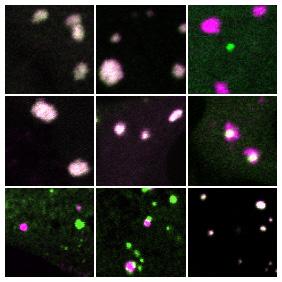 Networks Form Cellular Structures