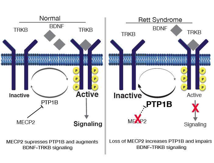 Rett Signaling Defect Addressed by Experimental Drug