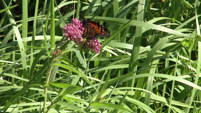 Monarch butterflies