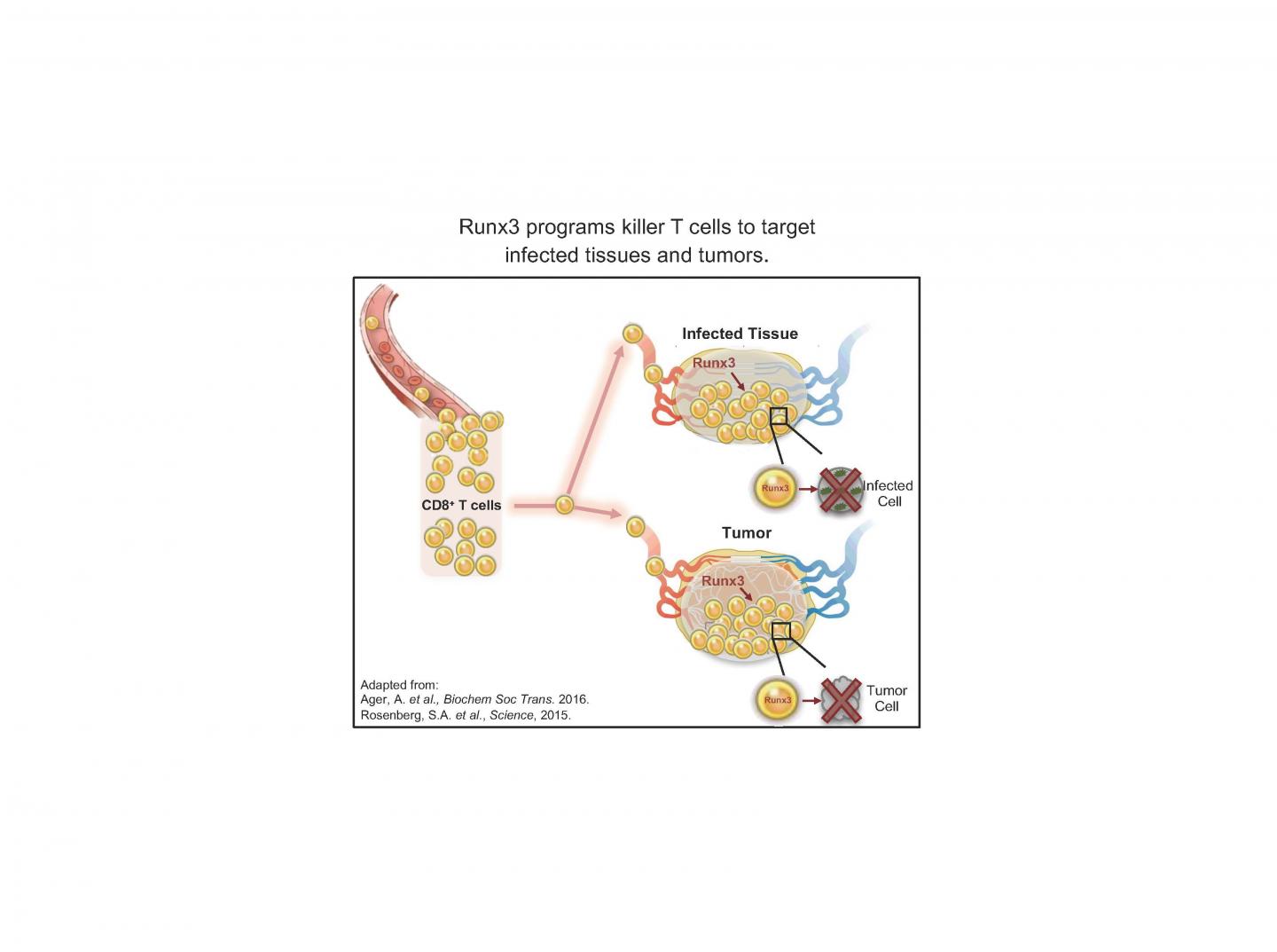 Programming Killer T Cells
