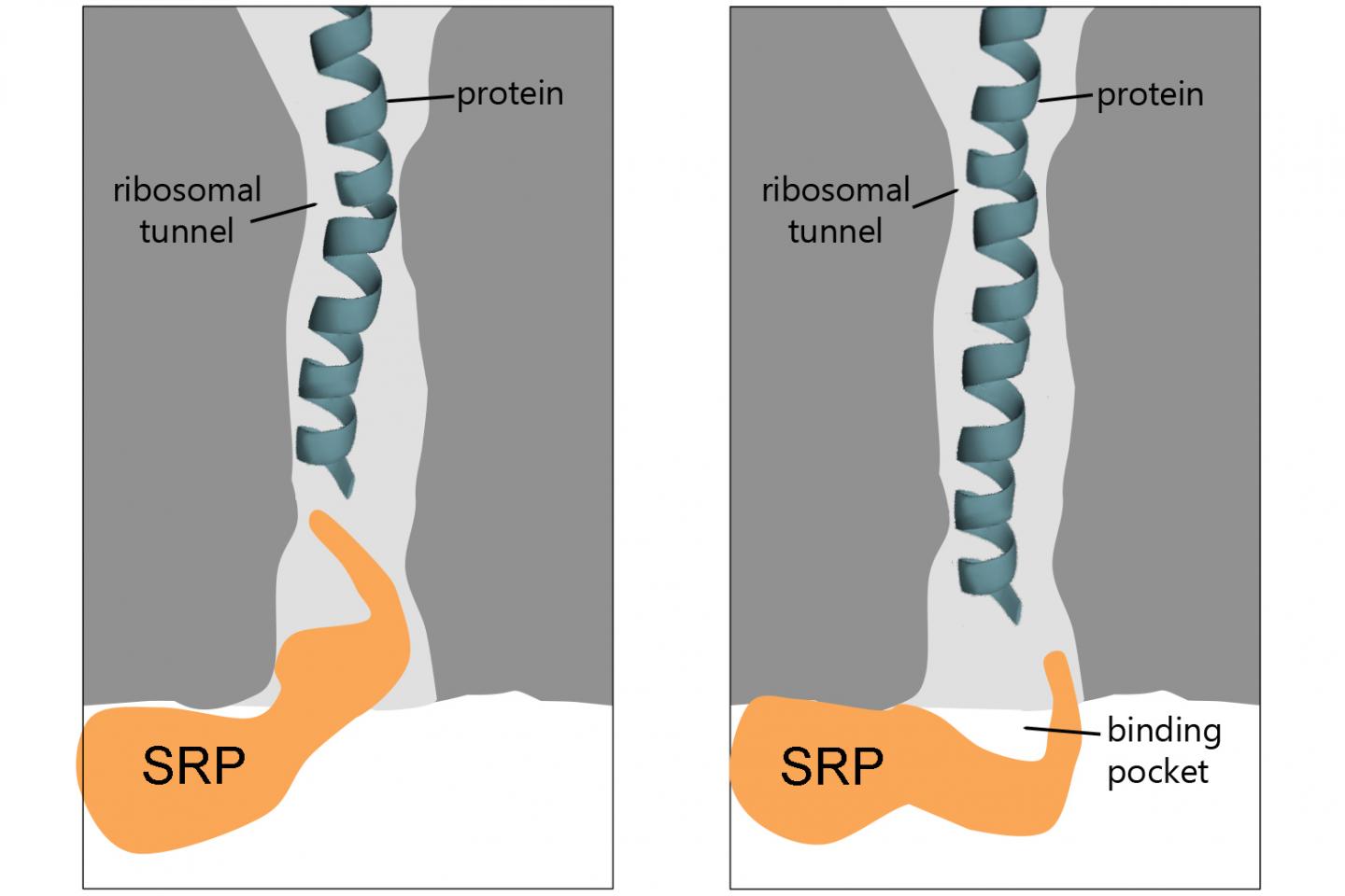 The Role of the Tunnel