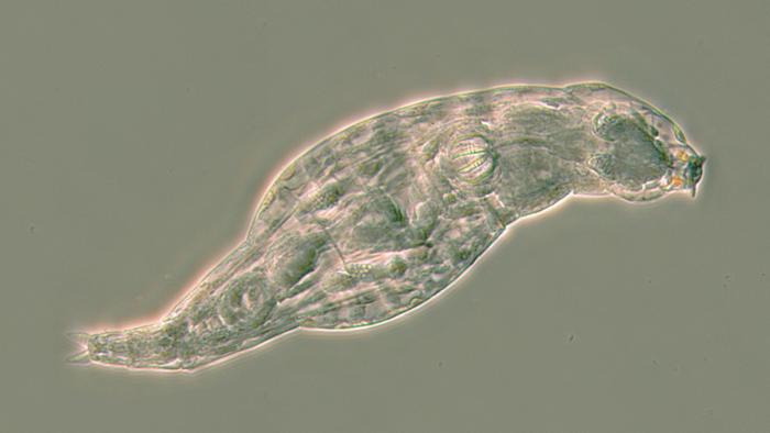 Bdelloid rotifer after surviving infection