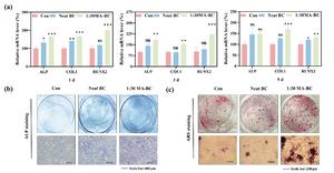 Scientists Develop Innovative Maleic Acid-Treated Bacterial Cellulose Gel Enhancing Bone Repair