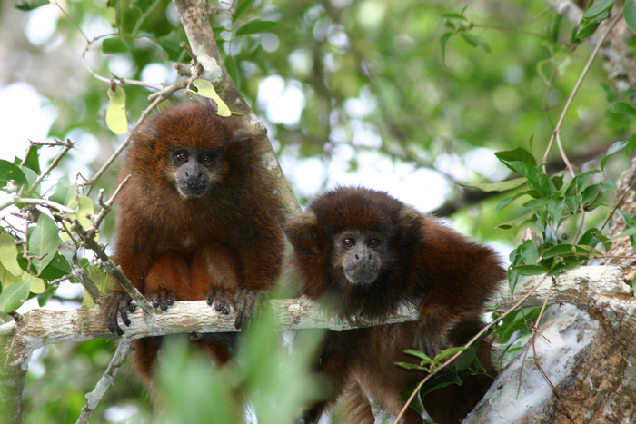 Olalla’s titi monkey