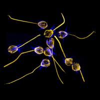 Choanoflagellate Swarming and Mating