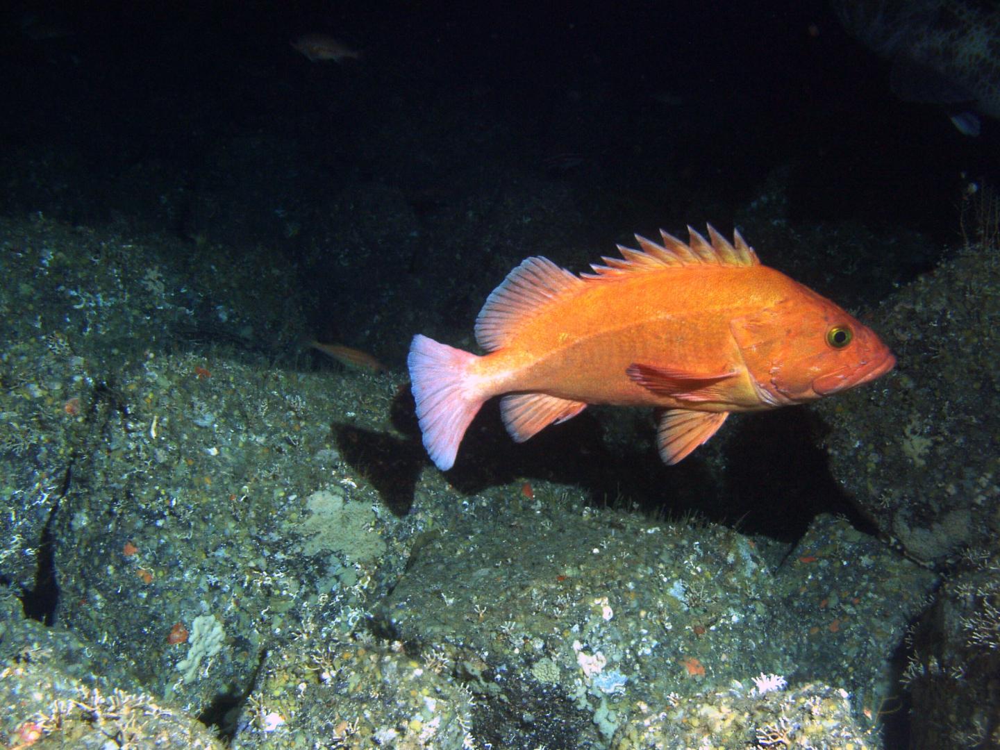 Adult Yelloweye Rockfish
