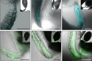 Analysis of the glucosinolate content in seeds of grafted Arabidopsis.