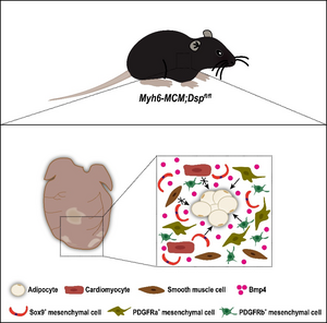 Origin of cardiac fat in ACM