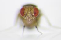 <I>Drosophila</I> Fly Head-on