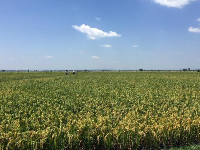 Rice fields in Kenya