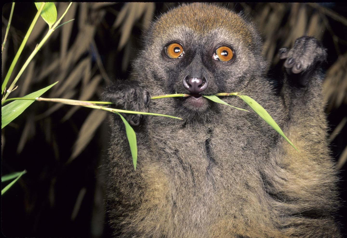 Bamboo Lemur (1 of 2)