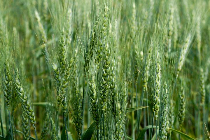 Growing Wheat