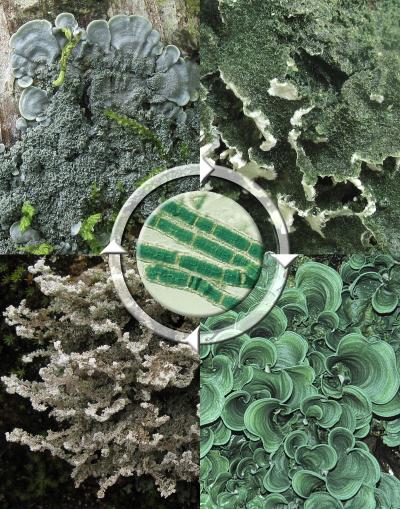 Cyanobacterial Photobionts of Tropical Cyanolichens