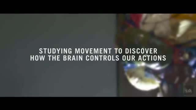 Studying Movement to Understand How the Brain Controls Our Actions
