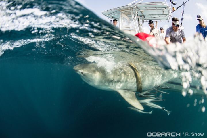 Tiger Sharks in the Gulf of Mexico