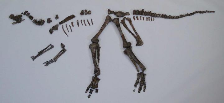 <em>Nipponosaurus</em> Skeleton