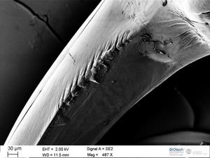 Image of the knurling of a spider's fang by scanning electron microscope