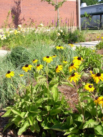 Who Influences Purchases of Native Plants?