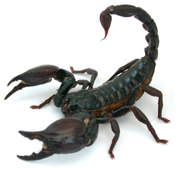 Scorpion species Heterometrus sp. Credits: Arie van der Meijden