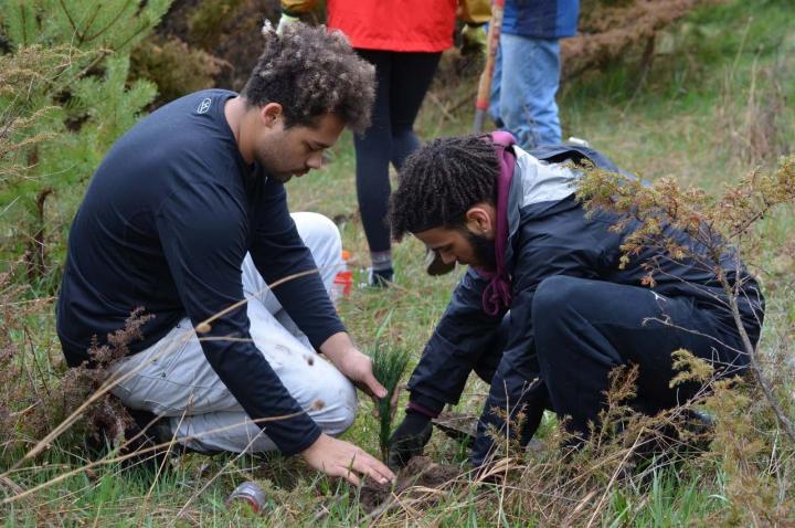 Tree planting