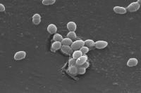 Human Gut Microbe