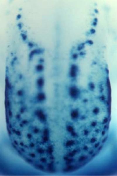 Development of Taste