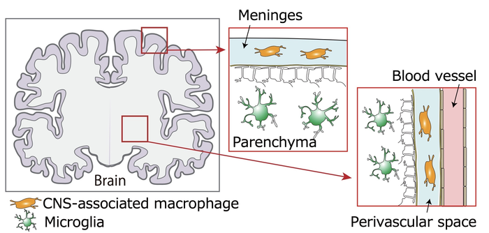 Location and distribution of central-nervous-system-associated macrophages