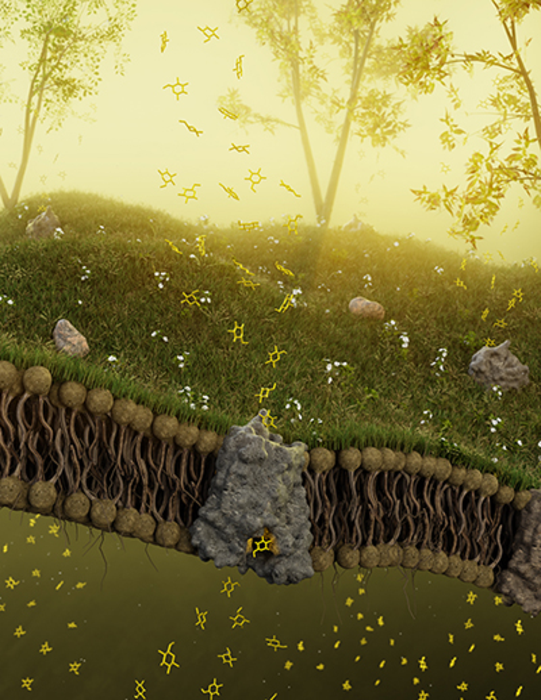 Sugar transport in plants